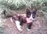 Huskat Freya R.i.p