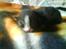 Huskat Freya R.i.p - Da Freya var 2 dage gammel