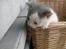 Huskat Oliver R.I.P