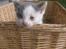 Huskat Oliver R.I.P