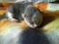 Huskat Oliver R.I.P