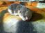 Huskat Oliver R.I.P