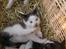 Huskat Frederik R.I.P