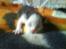 Huskat Frederik R.I.P