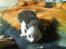 Huskat Frederik R.I.P
