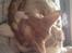 Cornish Rex lillemand/Nico Solgt