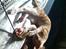 Cornish Rex lillemand/Nico Solgt