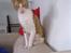 Cornish Rex lillemand/Nico Solgt