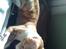 Cornish Rex lillemand/Nico Solgt