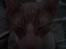Cornish Rex lillemand/Nico Solgt