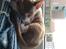 Cornish Rex lillemand/Nico Solgt