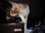 Cornish Rex lillemand/Nico Solgt