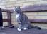 Blanding af racer Kitte Kat †R.I.P.†