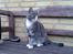 Blanding af racer Kitte Kat †R.I.P.†