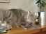 Maine Coon Julius Aflivet