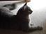 Maine Coon Julius Aflivet