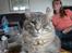 Maine Coon Julius Aflivet