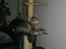 Maine Coon Julius Aflivet