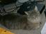 Maine Coon Julius Aflivet