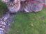 Maine Coon Fia 