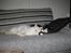 Blanding af racer Ragdoll Samson