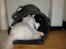Blanding af racer Ragdoll Samson