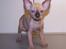 Sphynx Mr. Hyde - Opdrætters billede