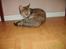 Huskat sally (R.I.P) - Nyt billede af Sally