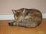 Huskat sally (R.I.P) - Nyt sally sove
