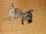 Huskat sally (R.I.P) - nyt sally med en lille kat sallys killing