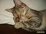 Huskat sally (R.I.P) - nyt 