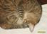 Huskat sally (R.I.P) - nyt