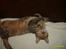 Huskat sally (R.I.P) - nyt