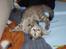 Huskat Middi ( R.I.P) - billede 15 af middi