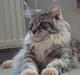Maine Coon DK Rushcutter's United
