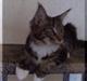 Maine Coon Manuela 