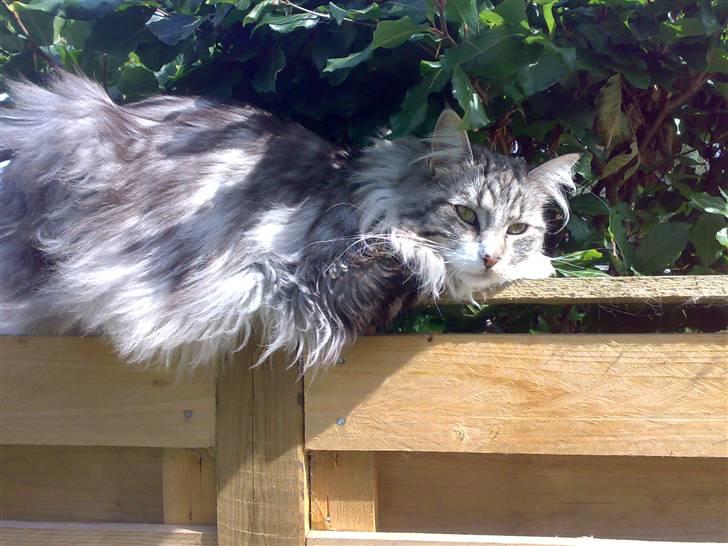 Maine Coon Livia Friis - Er jeg ikke sød? billede 1