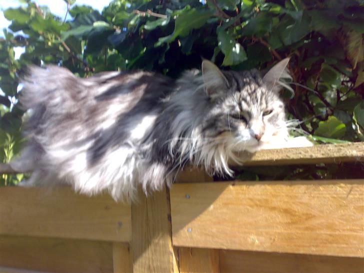 Maine Coon Livia Friis - Tjaa?  billede 2