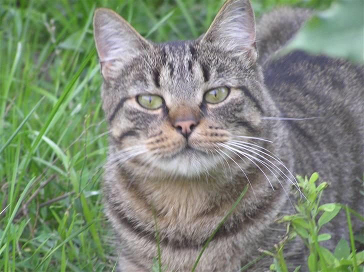 Blanding af racer Popcorn billede 5