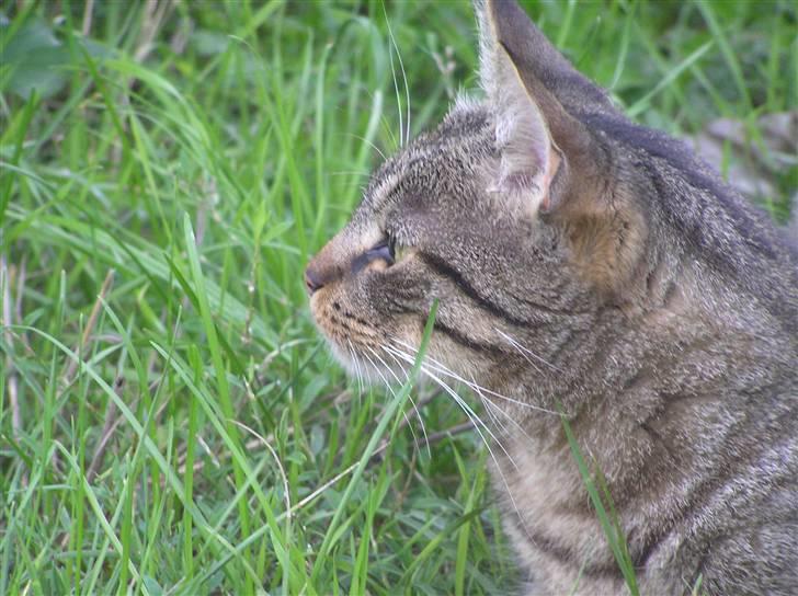 Blanding af racer Popcorn billede 6