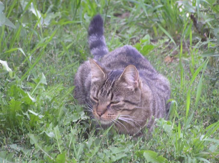 Blanding af racer Popcorn billede 7