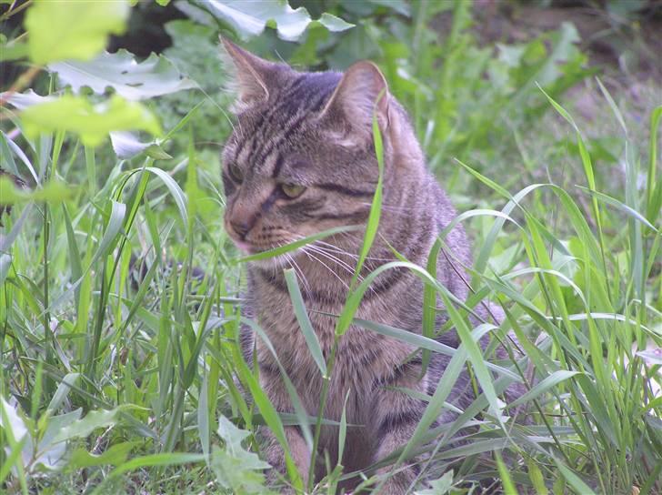 Blanding af racer Popcorn billede 8