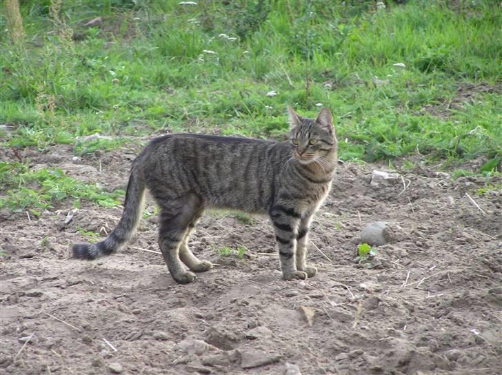 Blanding af racer Popcorn billede 9