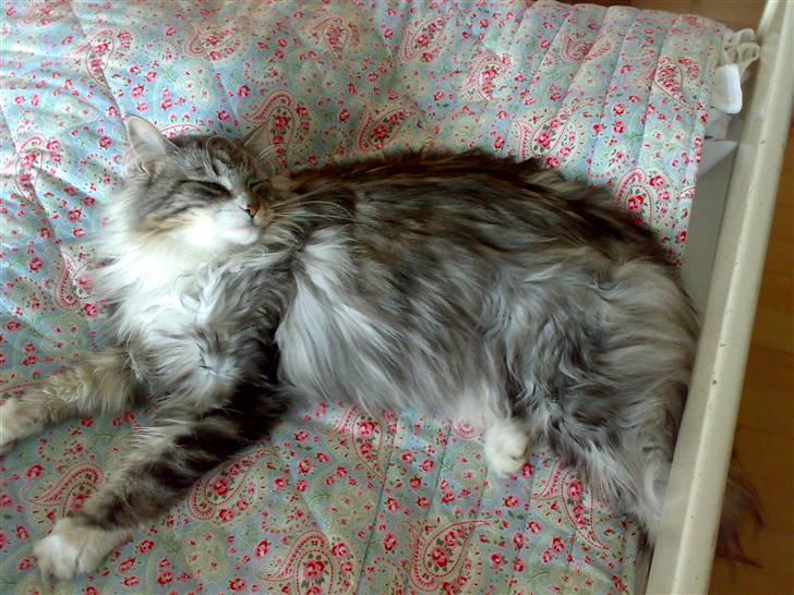 Maine Coon Livia Friis - Det er jo ikke min skyld gud skabte mig sådan :o) billede 3