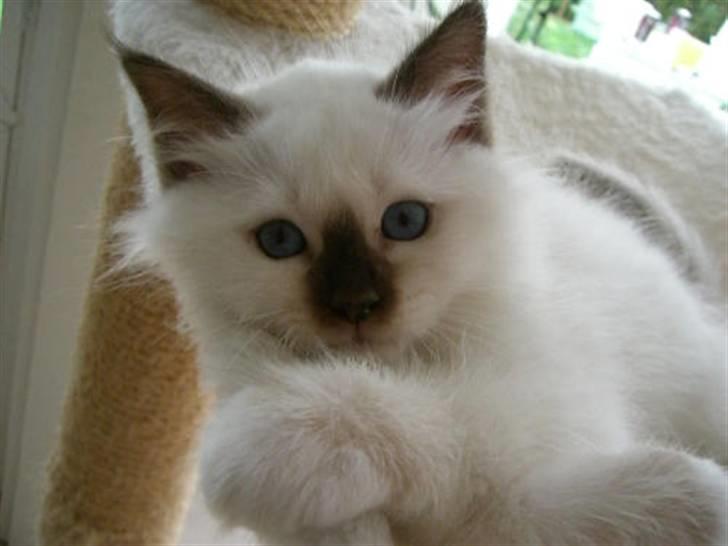 Hellig Birma Cathinca billede 1