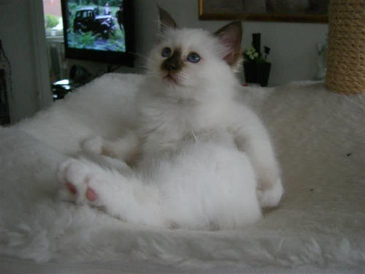 Hellig Birma Cathinca billede 2