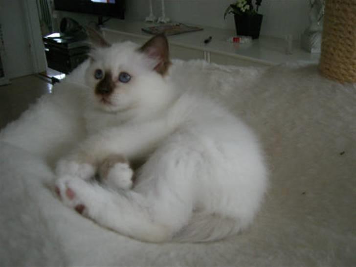 Hellig Birma Cathinca billede 3