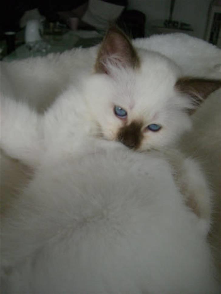 Hellig Birma Cathinca billede 5