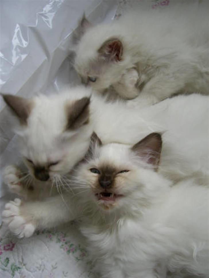 Hellig Birma Cathinca billede 6