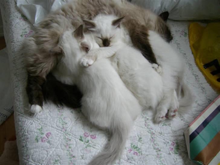 Hellig Birma Cathinca billede 7